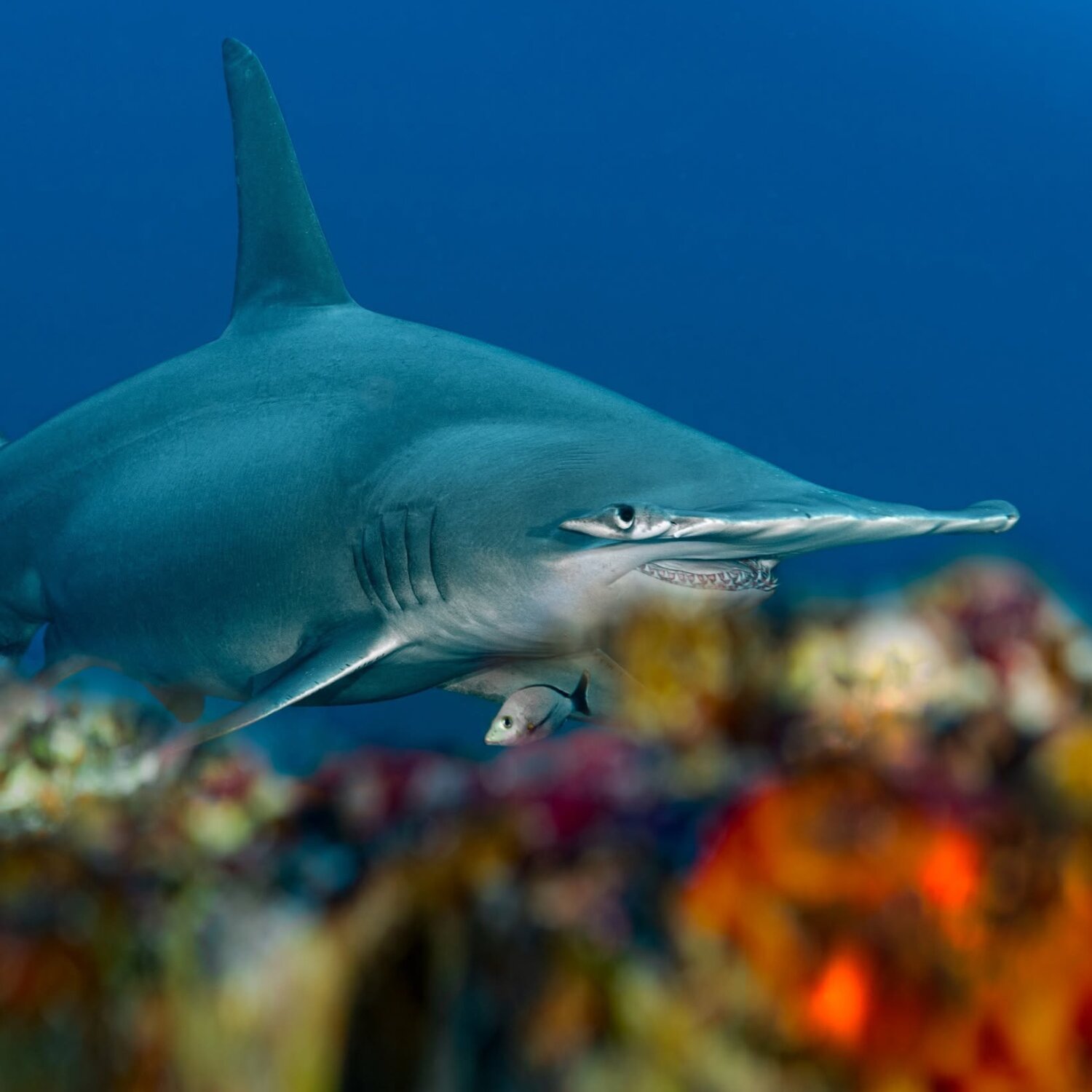 Great Hammerhead Shark